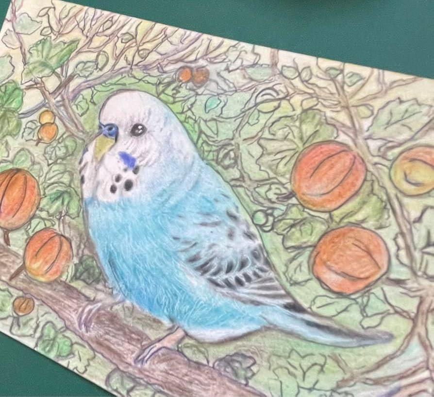 Amazon.co.jp: 色鉛筆画 リアル可愛いセキセイインコ色鉛筆画